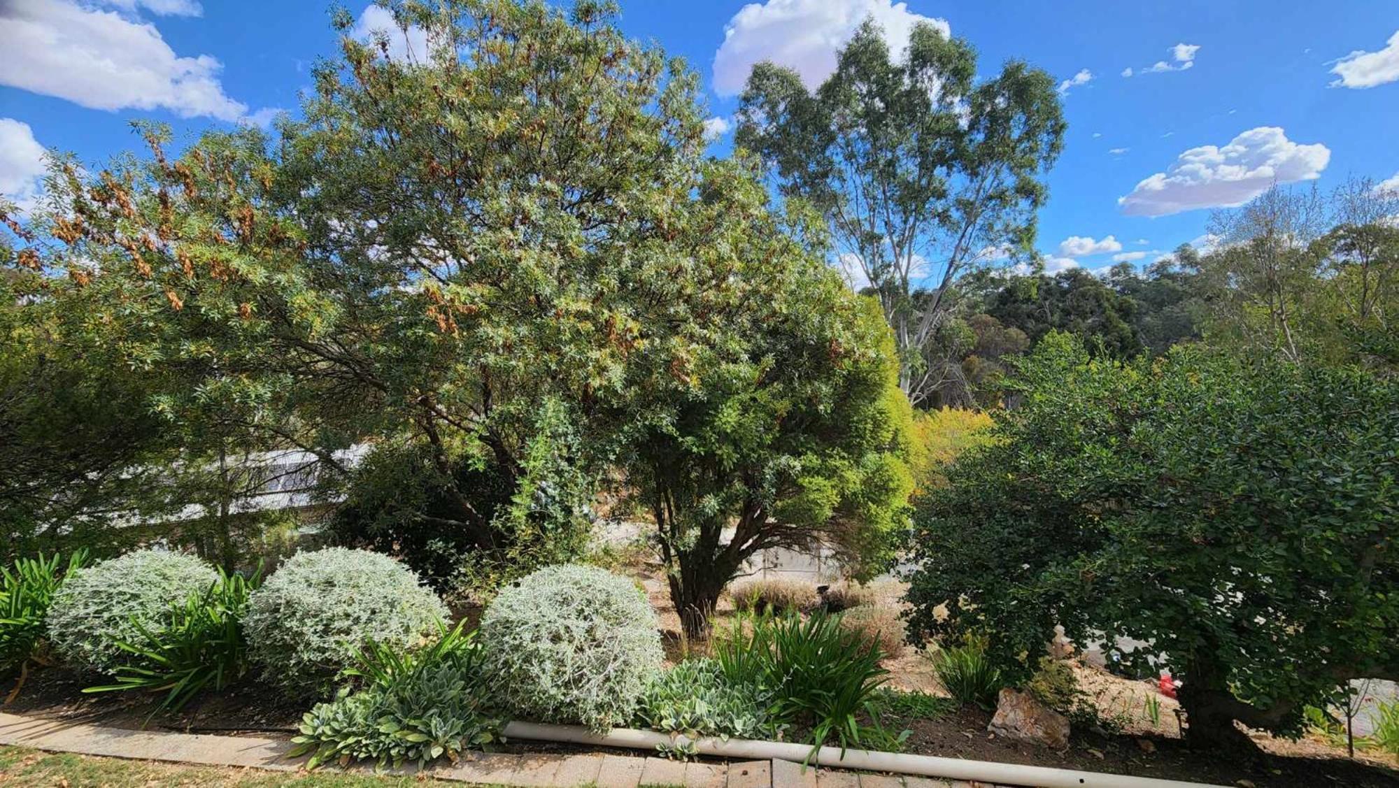 Riesling Trail & Clare Valley Cottages Habitación foto